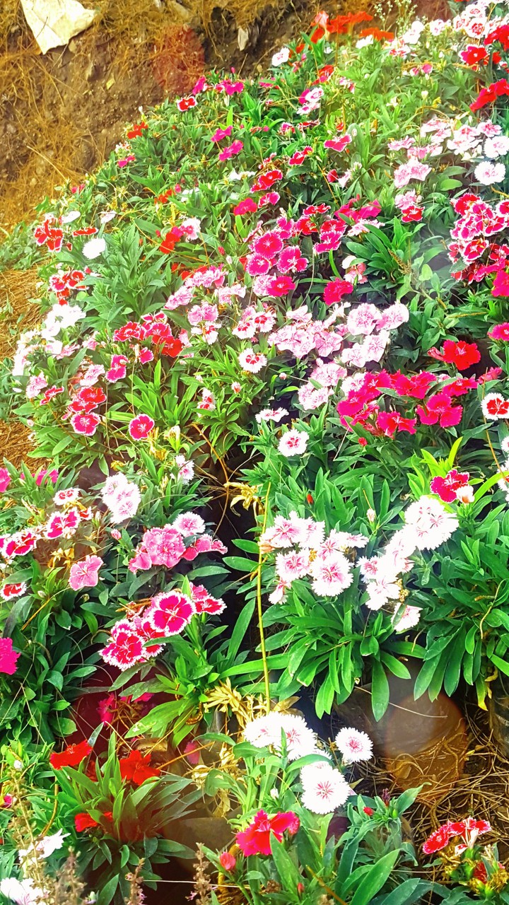 Flowers