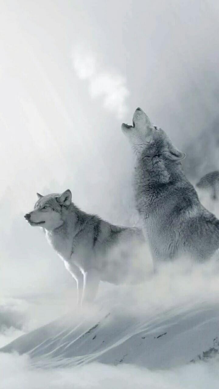 wolves and snow