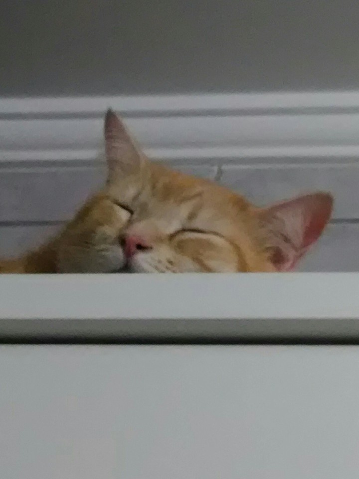 Lola