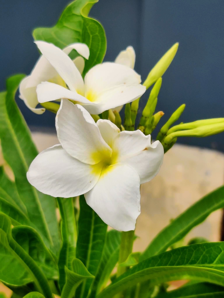 #Flower
