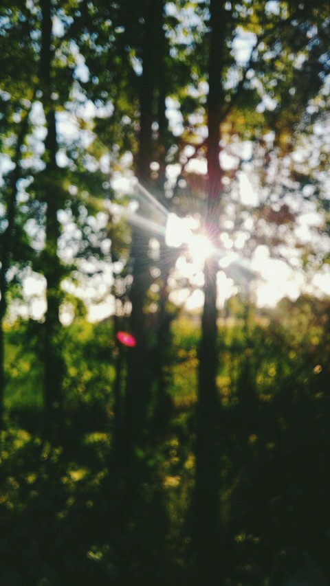 sun