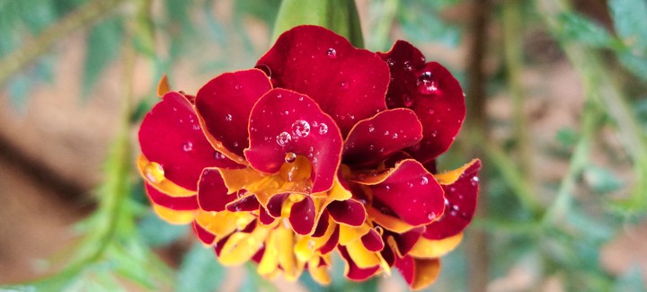 flower