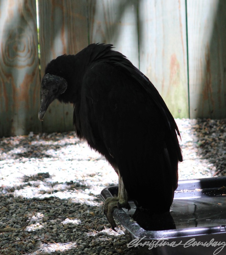 Black vulture