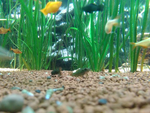aquarium