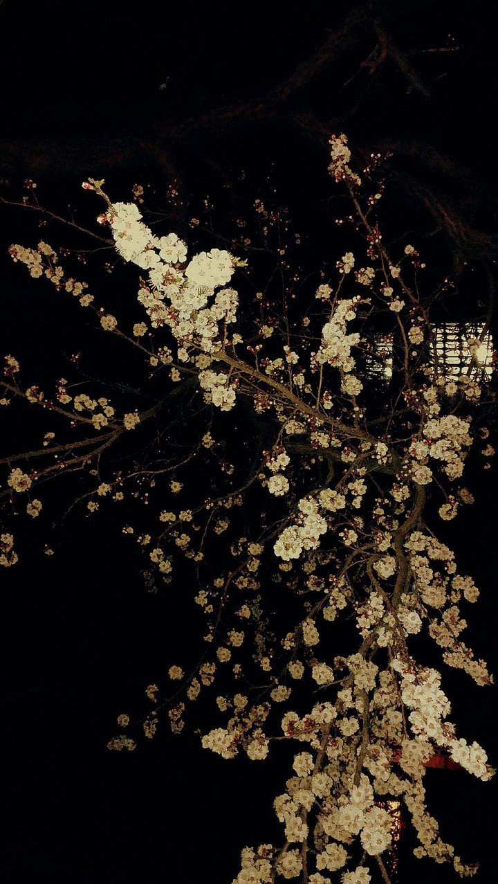 blossom of apple tree