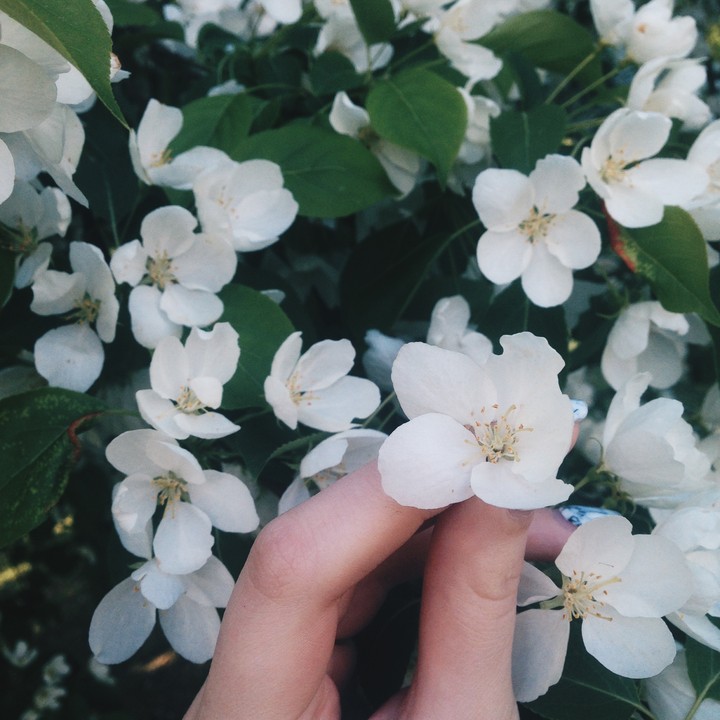flowers