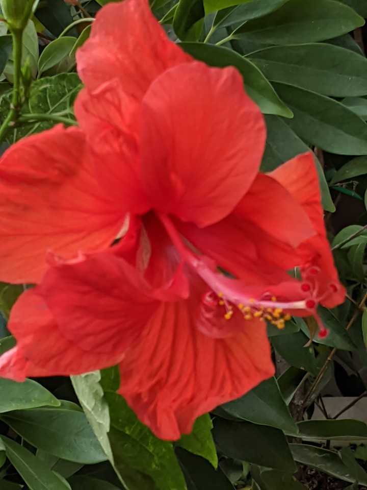 Colorful Springtime Beauties