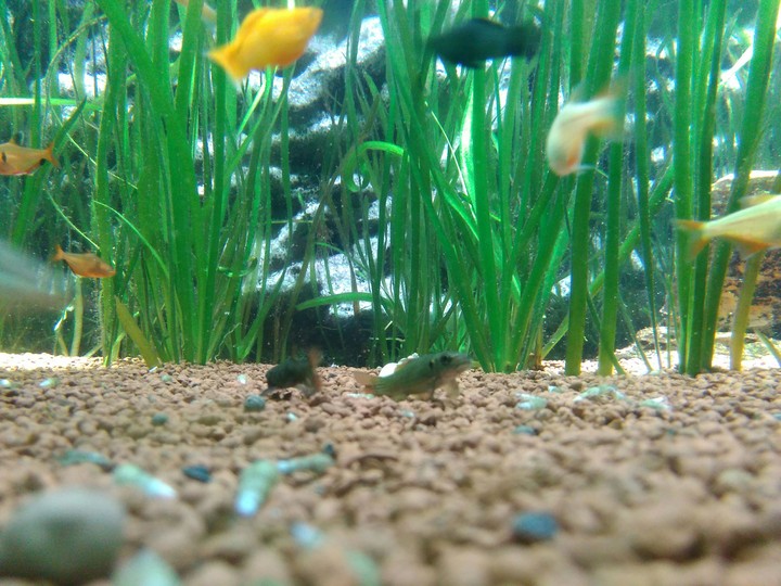 aquarium