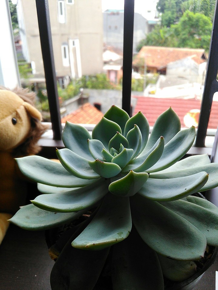 Green Queen