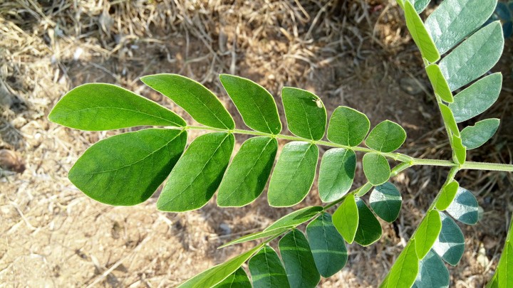 leaf2