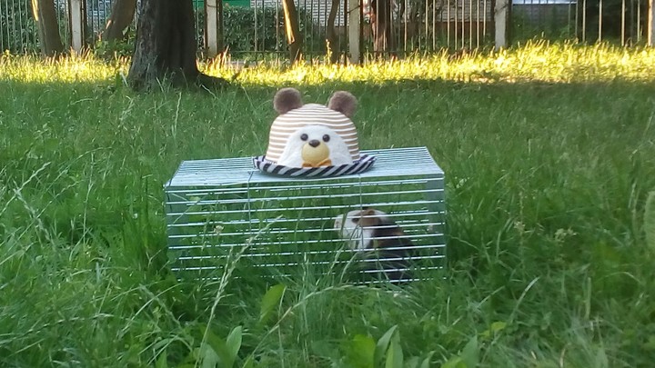 иллоит