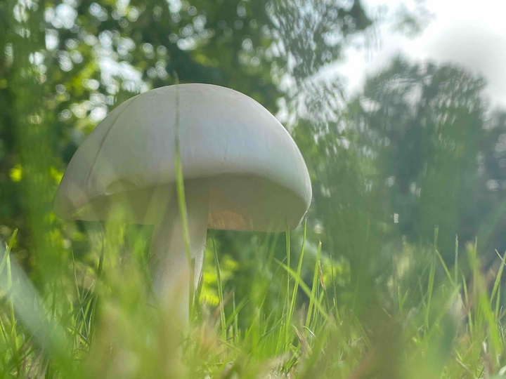 mushroom top