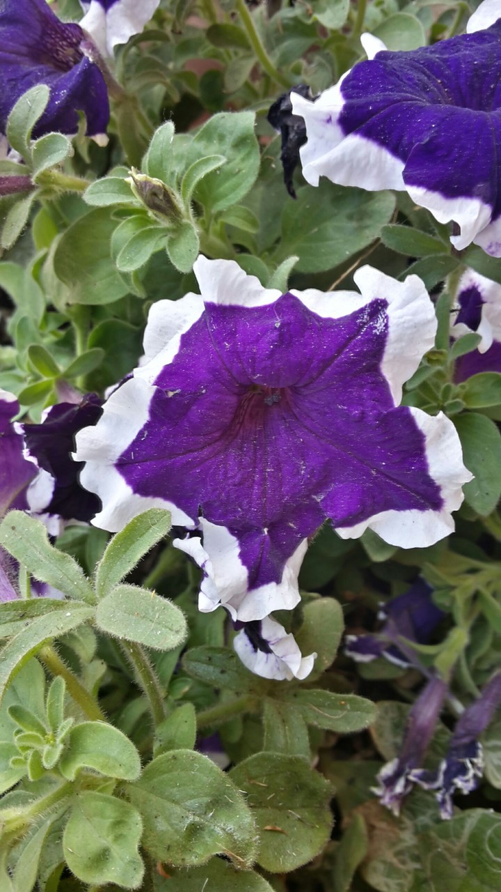 purple in greens