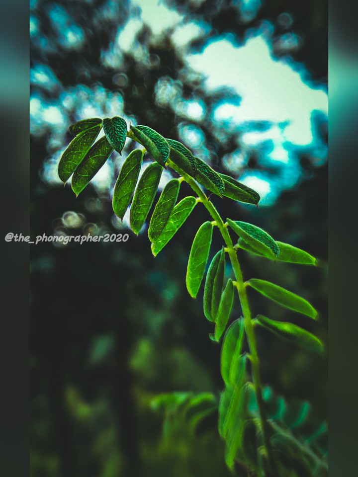 leaf