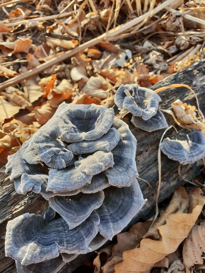 Tree mushrooms