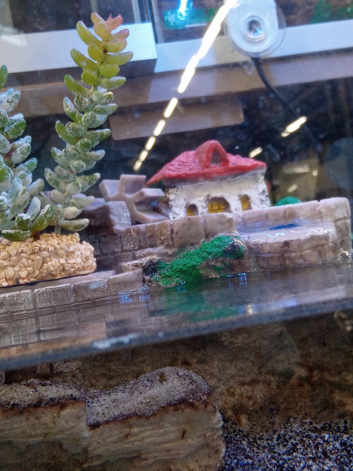 littel house for fish