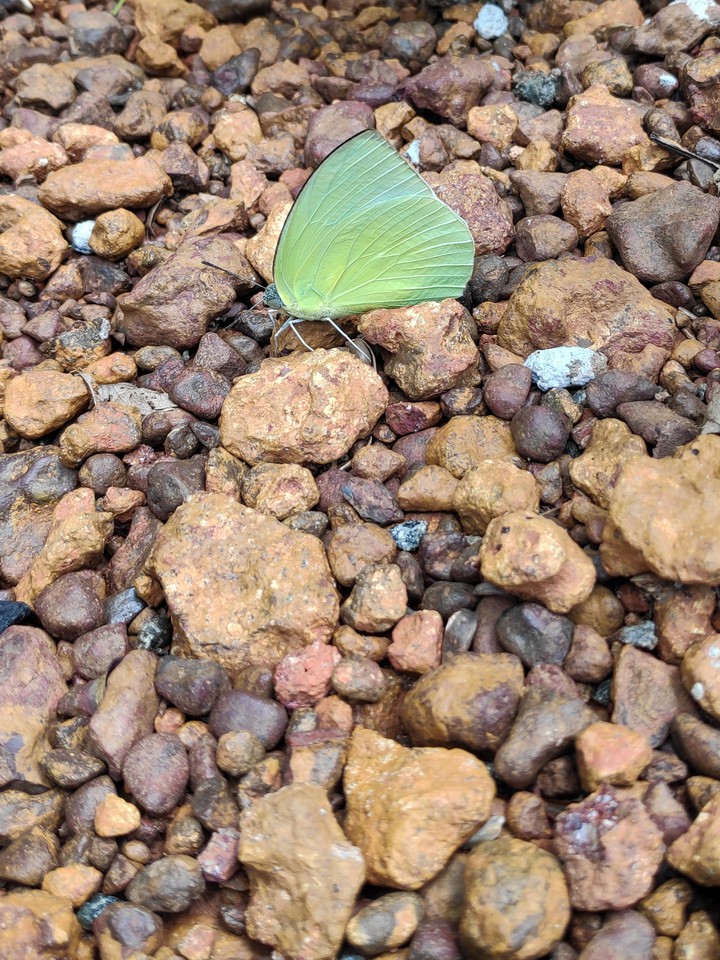 butterfly ❤️