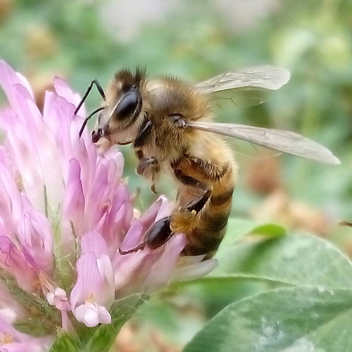 bee on a flower
