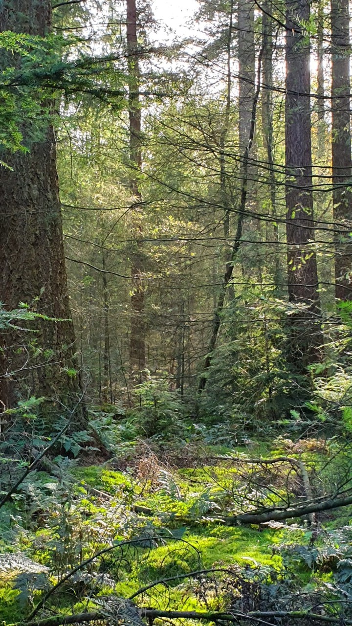 autumn forest