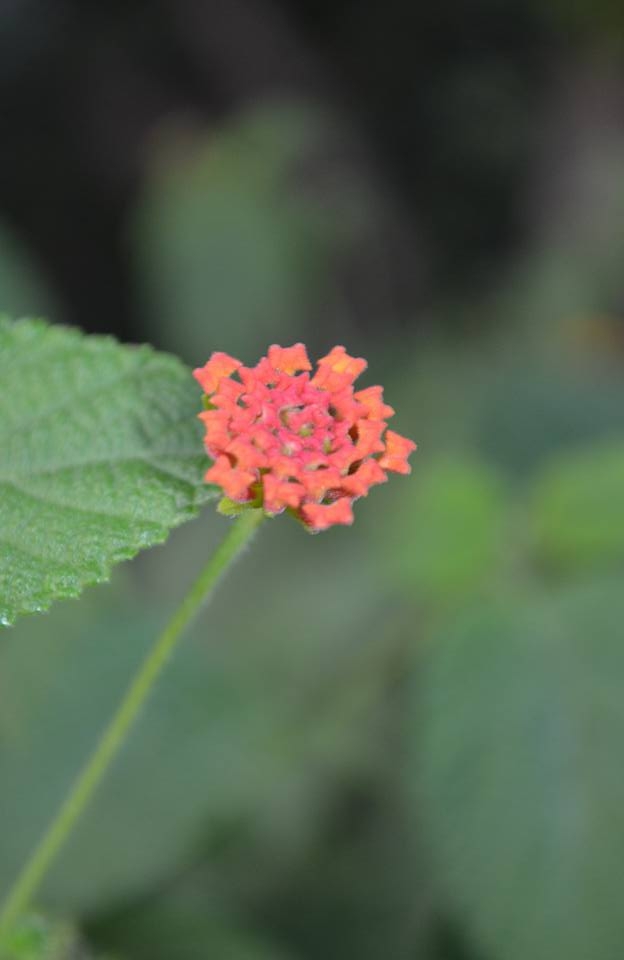 Mountain flower