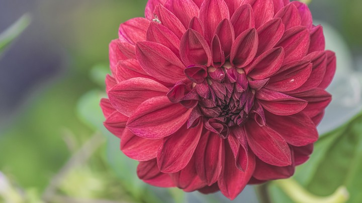 beautiful flower