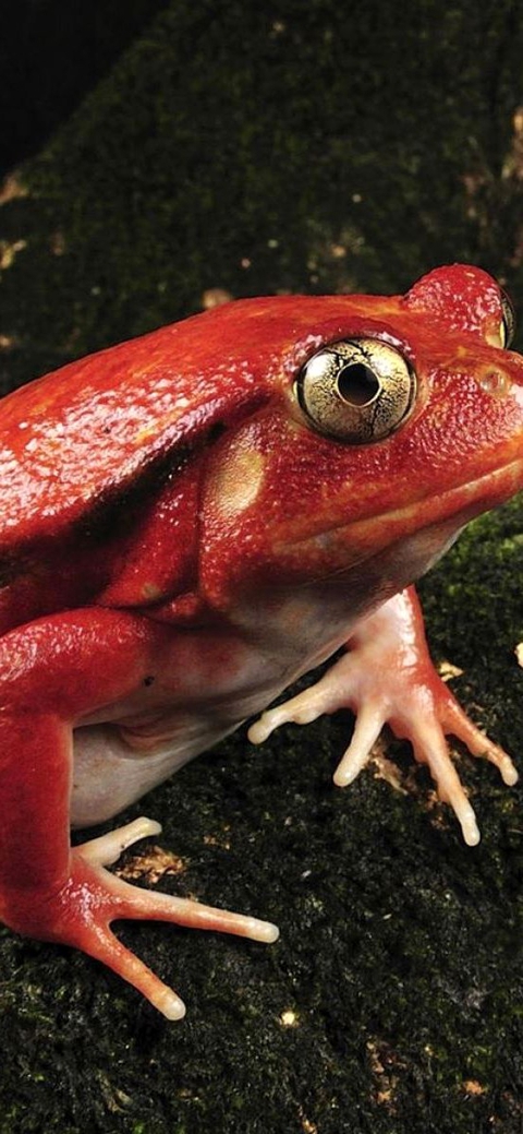 bullfrog, eleutherodactylus Hintergrundbilder