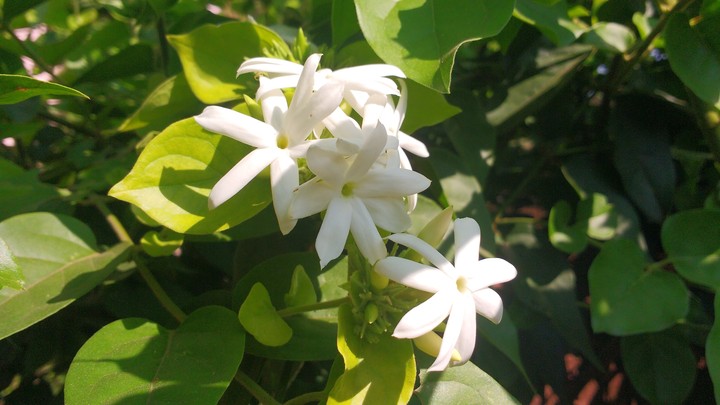 Kunda