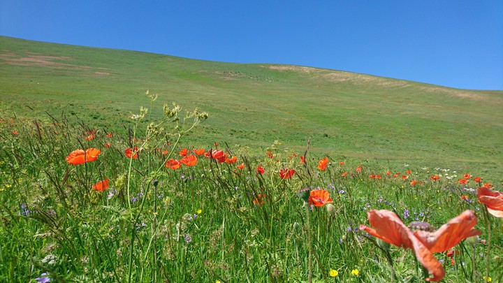 spring