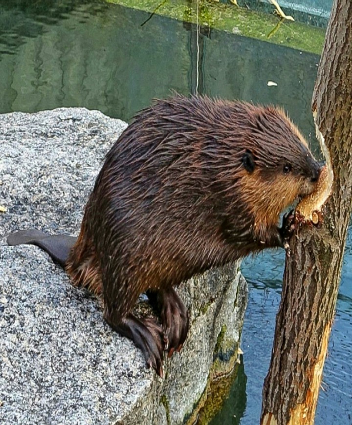 Fat Beaver Eating Good in the Neighborhood