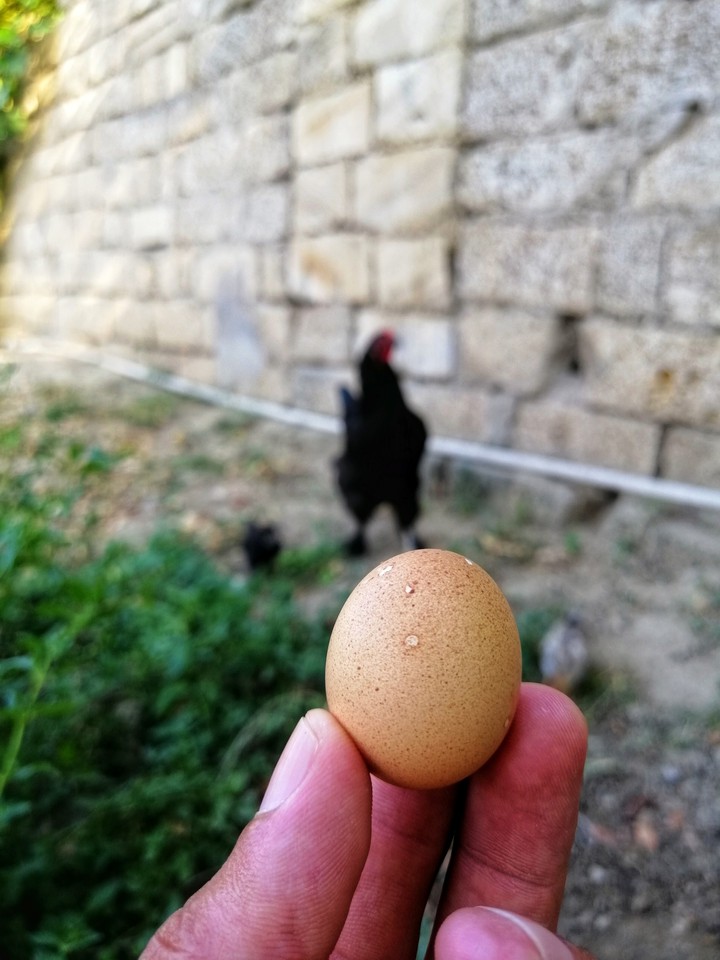Little chicken eggs