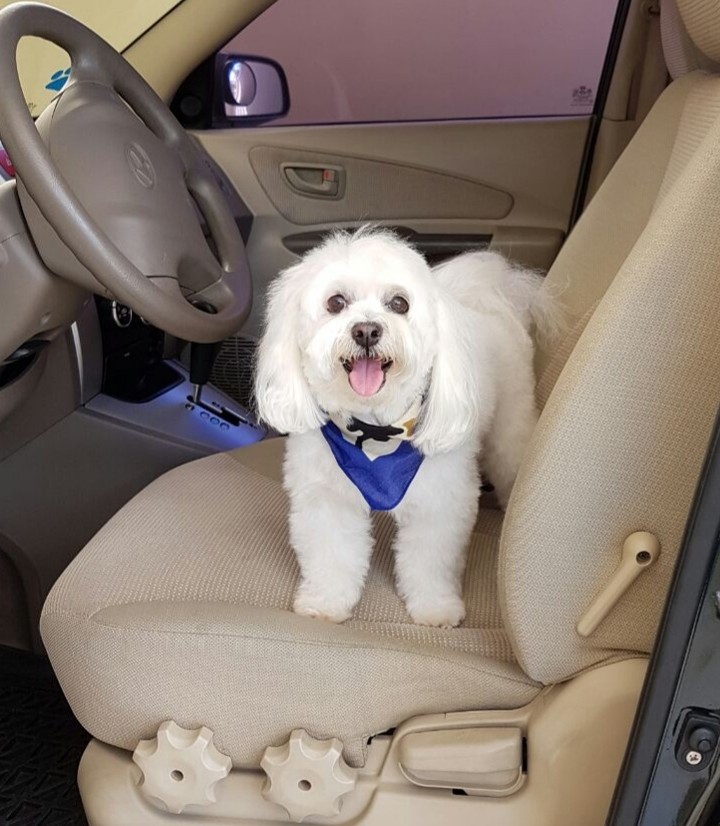 happy puppy