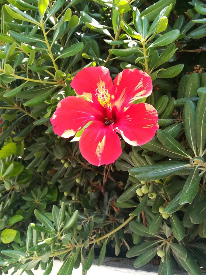 Hibiskus