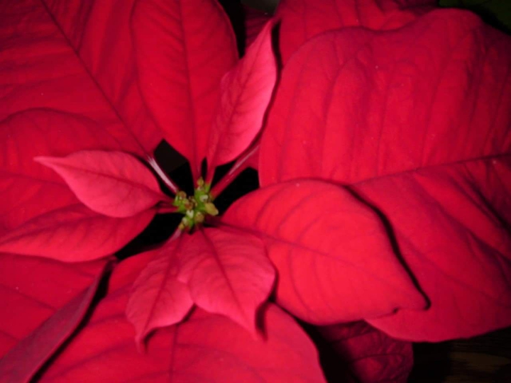 Poinsettia