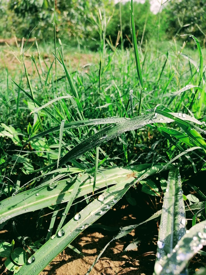 grass