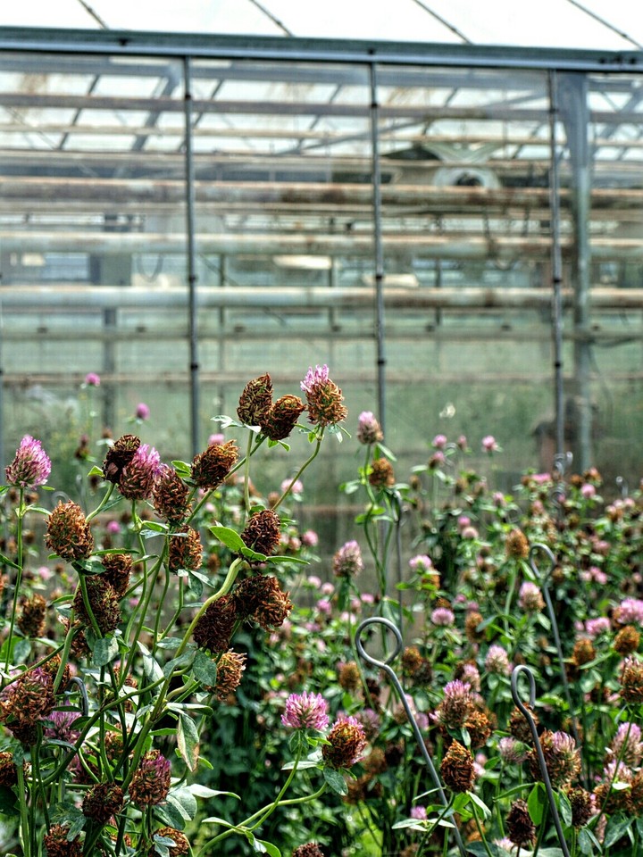 Trifolium