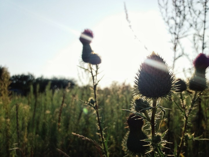 Природа