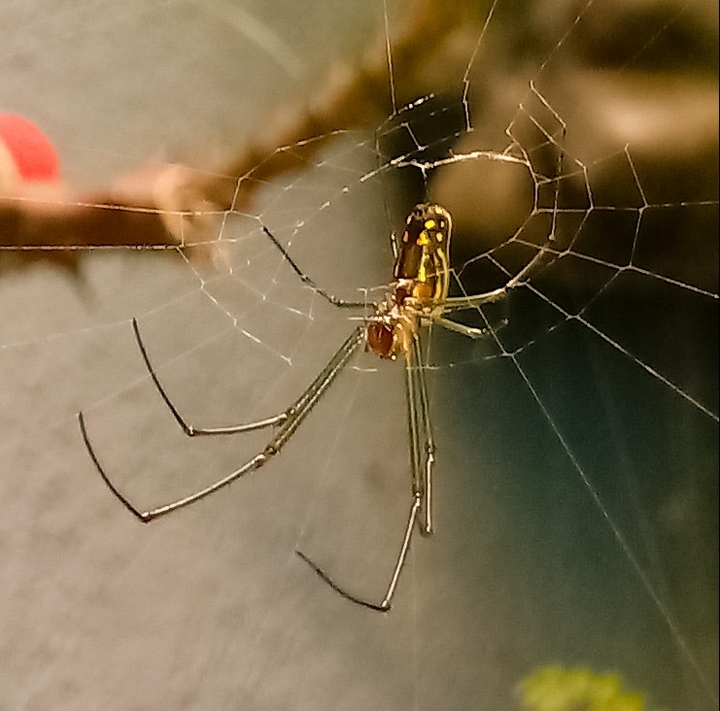 Aranha de jardim