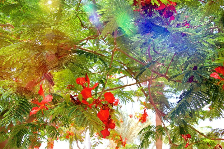 spring