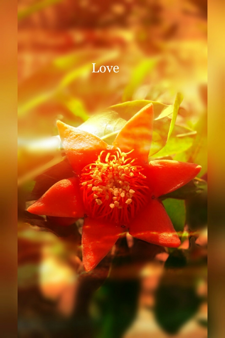 flowers  love