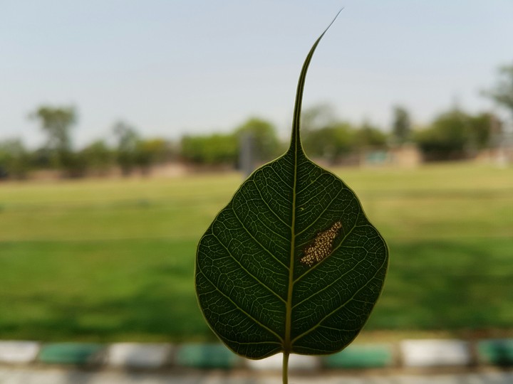 leaf