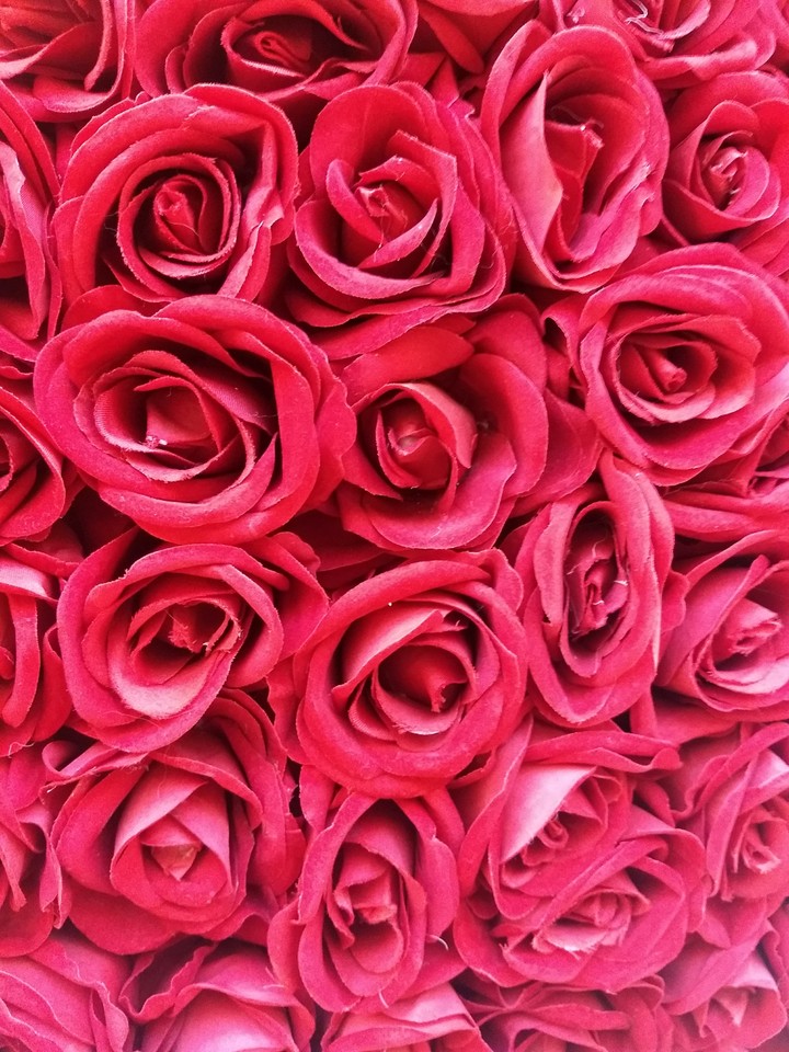 Rosas vermelhas