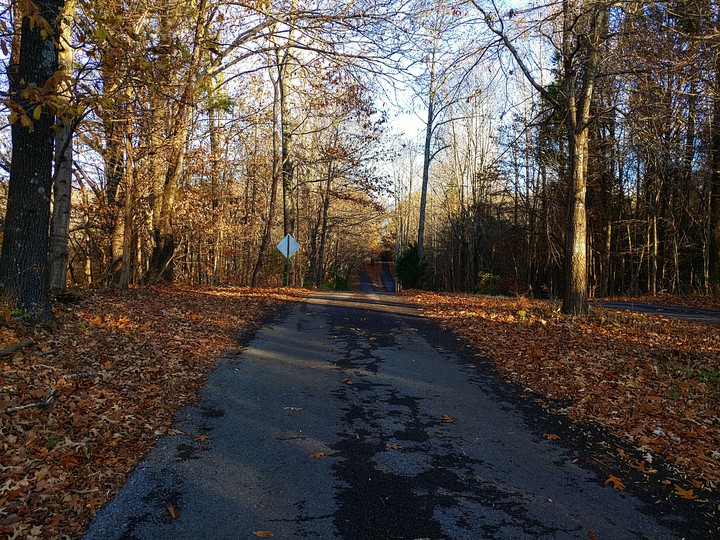 Into the Woods