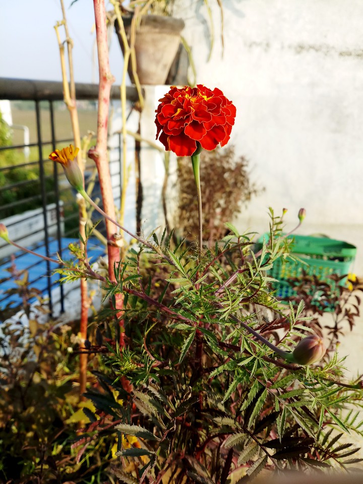 Marigold