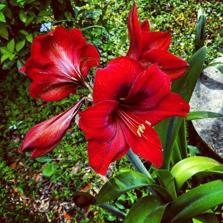 blood flower