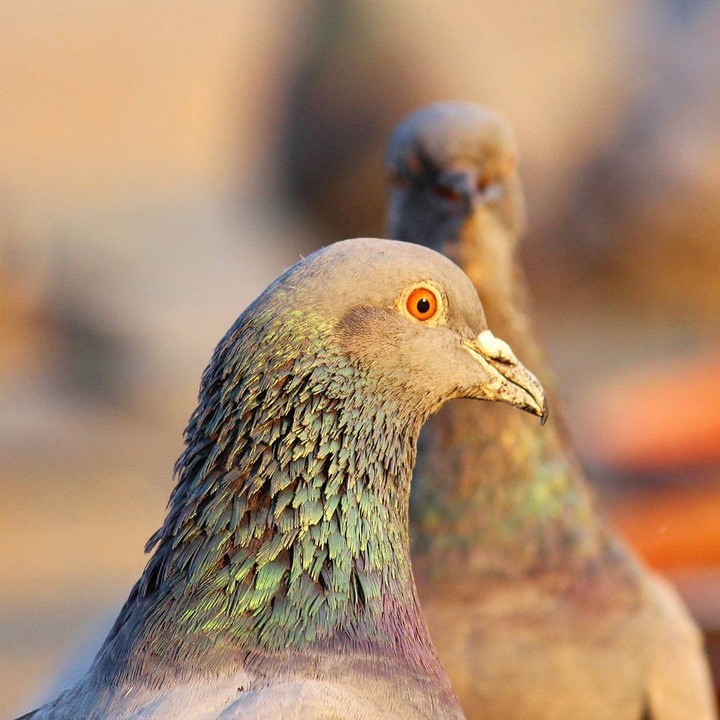 the dove