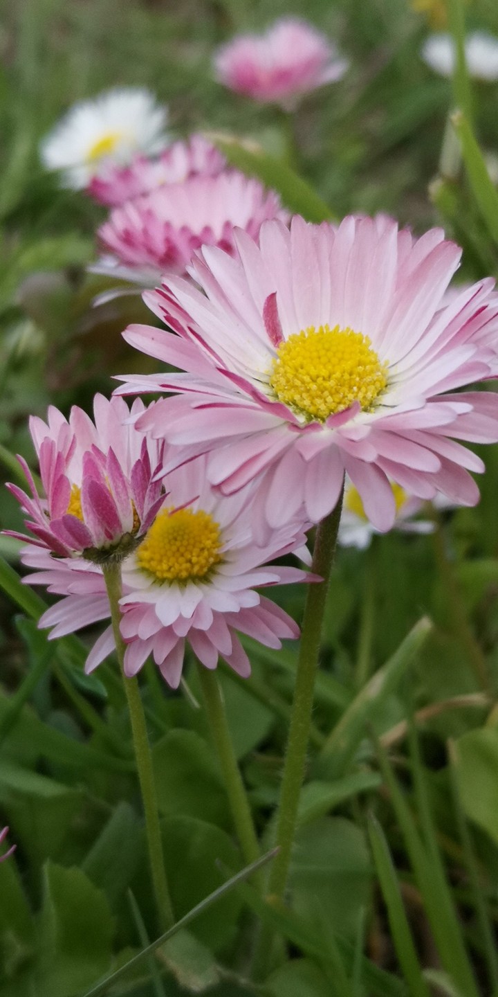Gänseblümchen Perennis bellis
