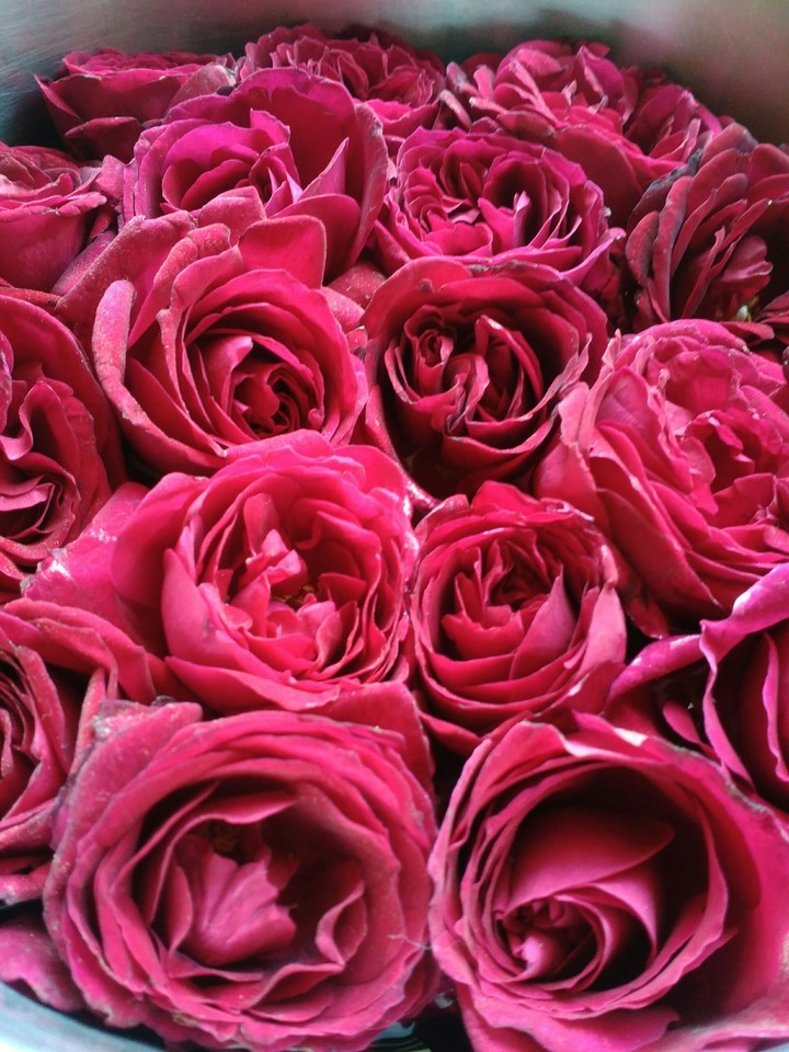 Red roses