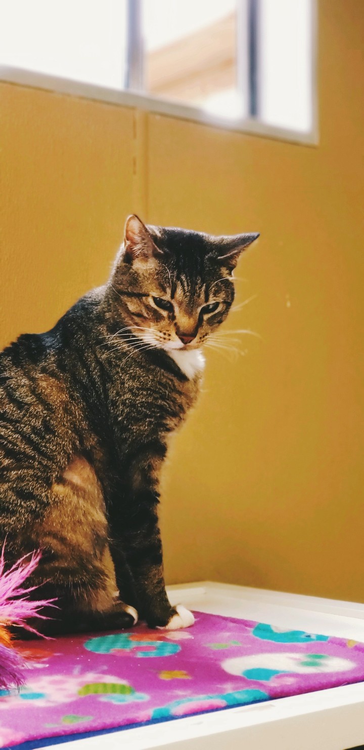 charismatic cat