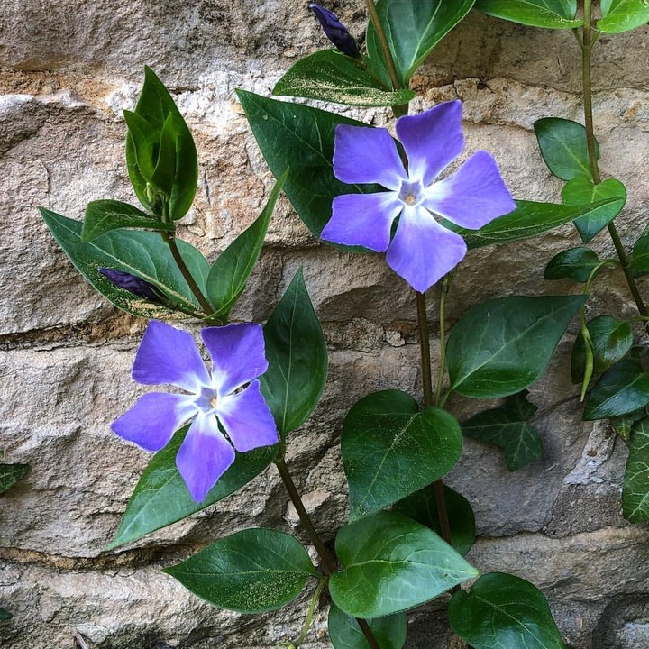 Periwinkle