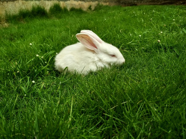 Cute Rabbit